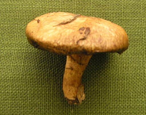 Rostroter Lärchen-Röhrling