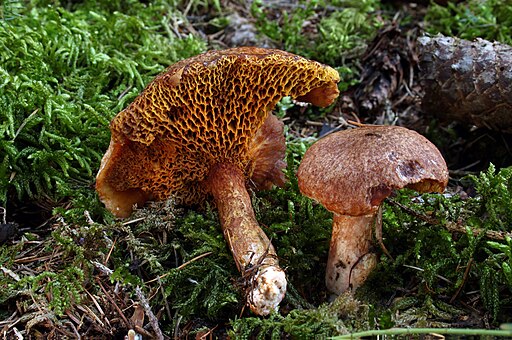 Rostroter Lärchen-Röhrling, Suillus tridentinus