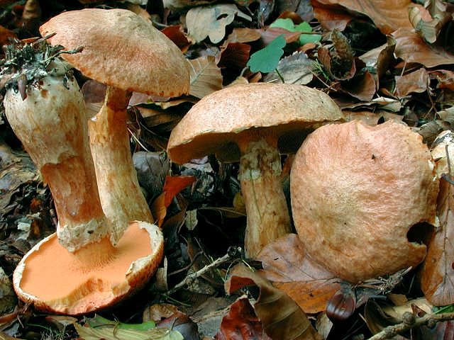 Rostroter Lärchen-Röhrling, Suillus tridentinus