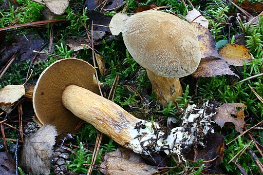 Sand-Röhrling, Suillus variegatus