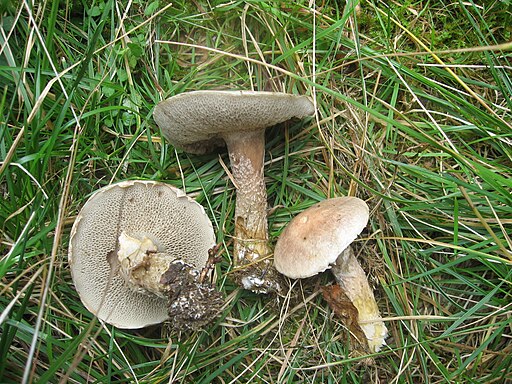 Grauer Lärchen-Röhrling, Suillus viscidus
