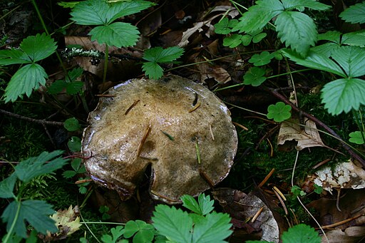 Grauer Lärchen-Röhrling, Suillus viscidus