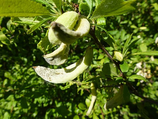 Pflaumen-Narrentasche, Taphrina pruni