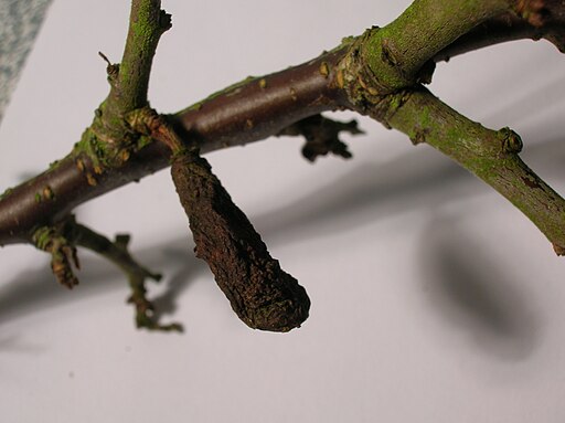 Pflaumen-Narrentasche, Taphrina pruni
