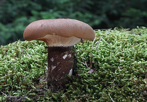 Samtfuß-Holzkrempling