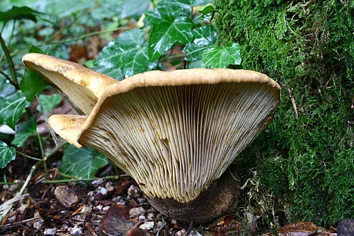 Samtfuß-Holzkrempling, Tapinella atrotomentosa