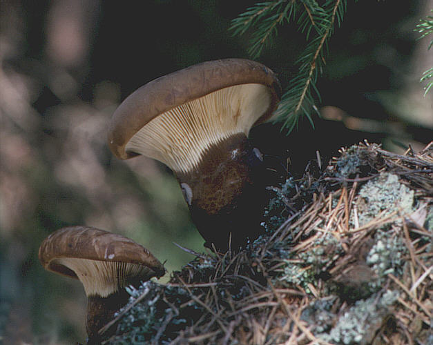 Samtfuß-Holzkrempling, Tapinella atrotomentosa