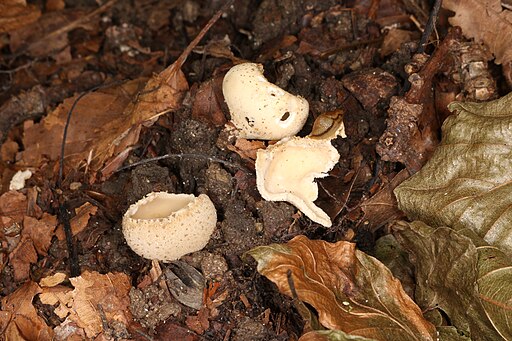 Kerbrandiger Napfbecherling, Tarzetta cupularis