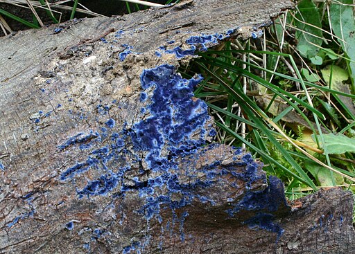 Blauer Rindenpilz, Terana caerulea