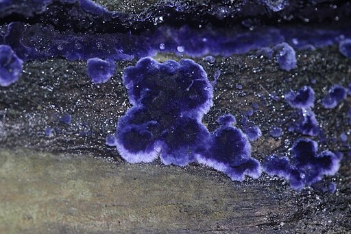 Blauer Rindenpilz, Terana caerulea