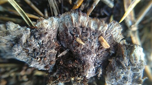 Fächerförmiger Erd-Warzenpilz, Thelephora terrestris
