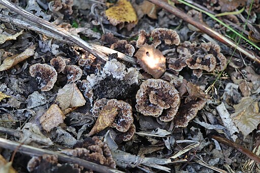 Fächerförmiger Erd-Warzenpilz, Thelephora terrestris