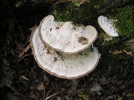 Buckel-Tramete, Trametes gibbosa