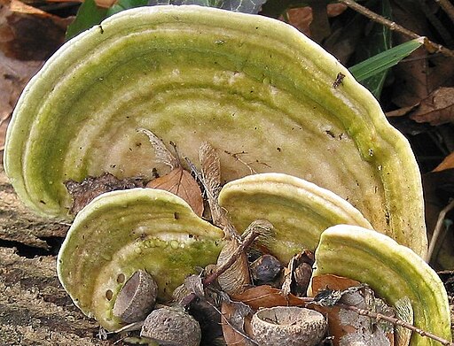 Buckel-Tramete, Trametes gibbosa