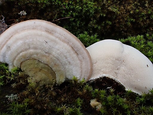Striegelige Tramete, Trametes hirsuta