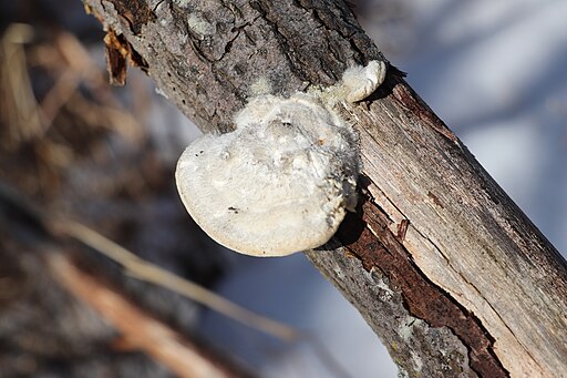 Striegelige Tramete, Trametes hirsuta