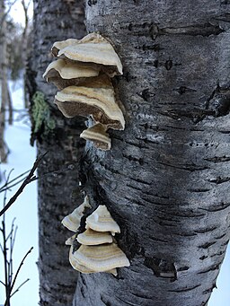 Samtige Tramete, Trametes pubescens