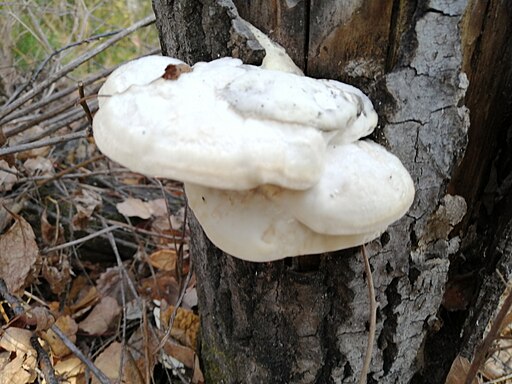 Anis-Tramete, Trametes suaveolens
