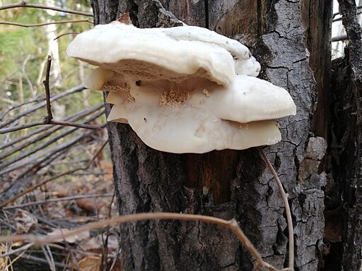Anis-Tramete, Trametes suaveolens