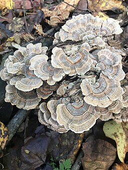 Schmetterlings-Tramete, Trametes versicolor