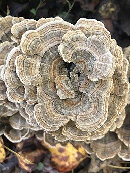 Schmetterlings-Tramete, Trametes versicolor