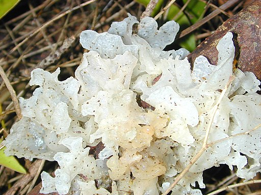 Silberohr, Tremella fuciformis