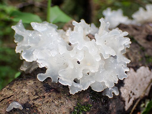 Silberohr, Tremella fuciformis