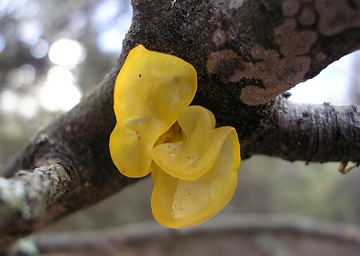 Goldgelber Zitterling, Tremella mesenterica
