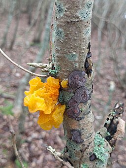 Goldgelber Zitterling, Tremella mesenterica