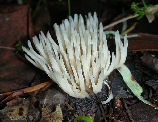 Weißlicher Keulengallertpilz, Tremellodendropsis tuberosa