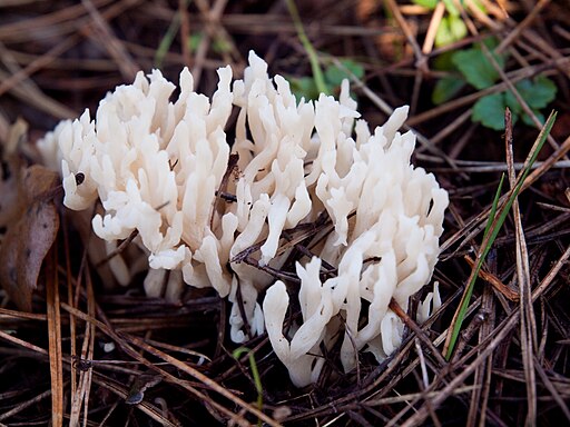 Weißlicher Keulengallertpilz, Tremellodendropsis tuberosa