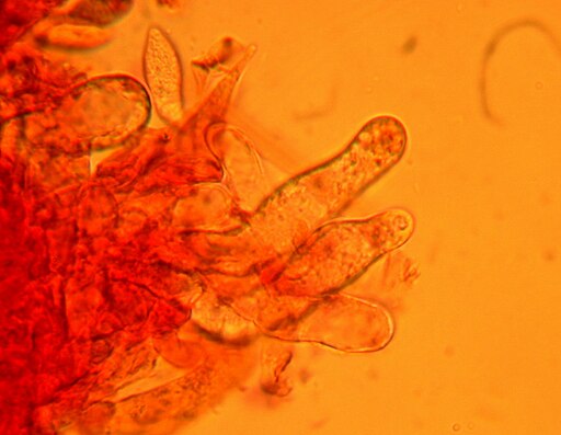 Weißlicher Keulengallertpilz, Tremellodendropsis tuberosa