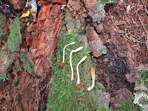 Ledergelbes Pustelkeulchen, Trichoderma alutaceum