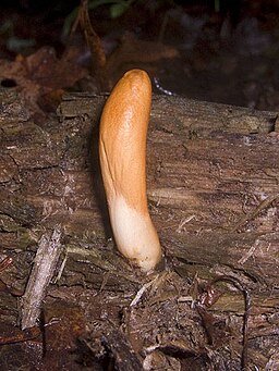 Ledergelbes Pustelkeulchen, Trichoderma alutaceum