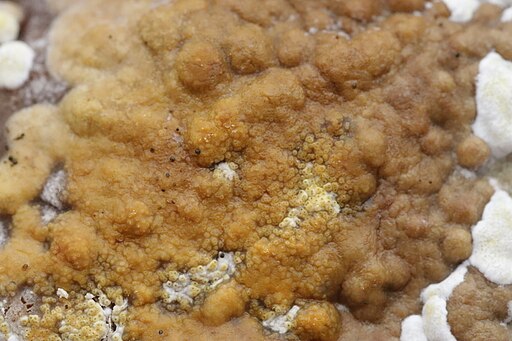Birkenporling-Kissenpustelpilz, Trichoderma pulvinatum
