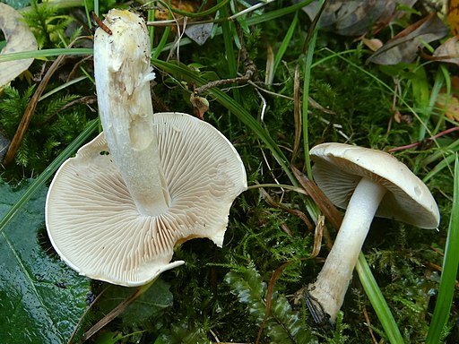 Strohblasser Ritterling, Tricholoma album