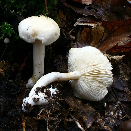 Strohblasser Ritterling, Tricholoma album