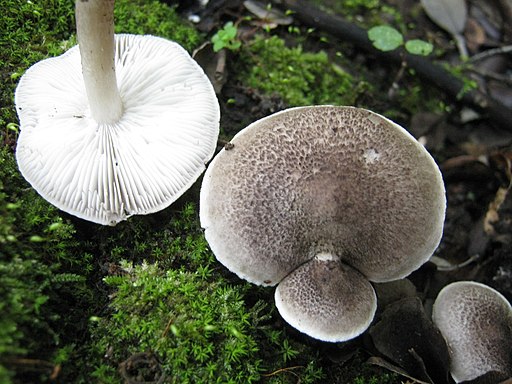 Schwarzschuppiger Erd-Ritterling