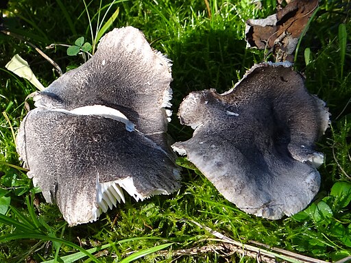 Schwarzschuppiger Erd-Ritterling, Tricholoma atrosquamosum