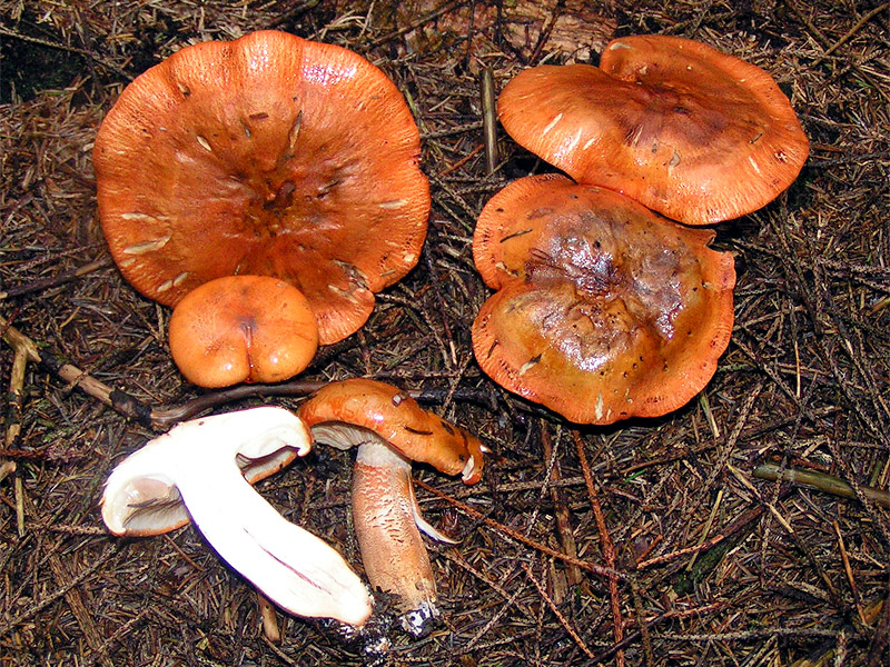 Orangeroter Ritterling