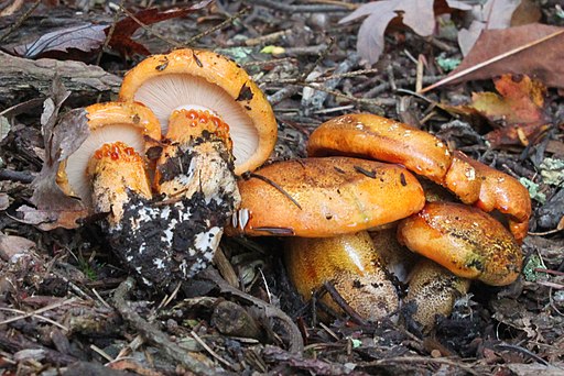 Orangeroter Ritterling, Tricholoma aurantium