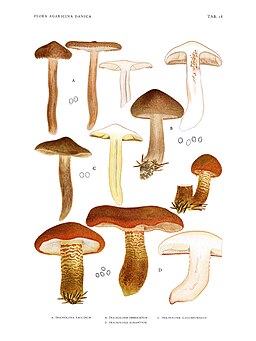Orangeroter Ritterling, Tricholoma aurantium
