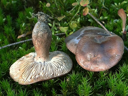 Fastberingter Ritterling, Tricholoma batschii