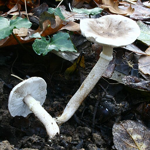 Beringter Erd-Ritterling, Tricholoma cingulatum