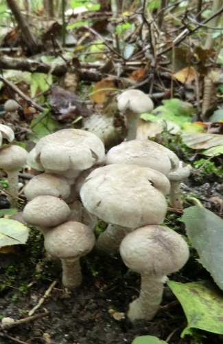 Beringter Erd-Ritterling, Tricholoma cingulatum