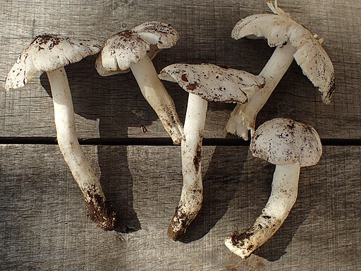 Seidiger Ritterling, Tricholoma columbetta