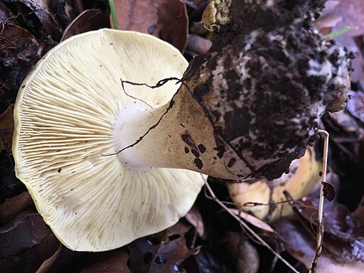 Grünling, Tricholoma equestre
