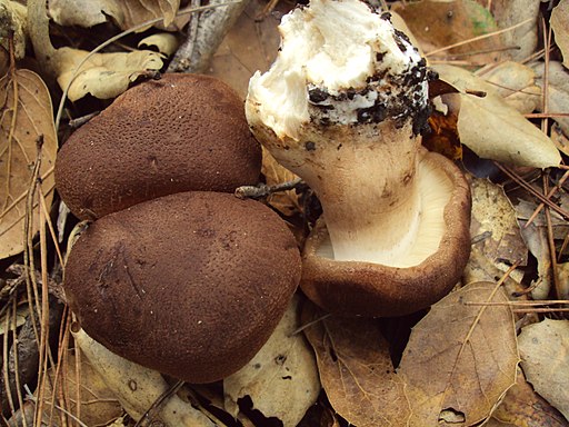 Feinschuppiger Ritterling