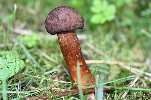 Feinschuppiger Ritterling, Tricholoma imbricatum