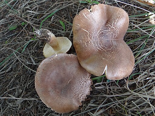 Feinschuppiger Ritterling, Tricholoma imbricatum